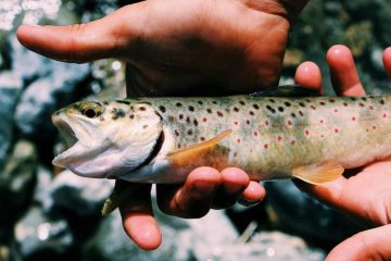 A stocked trout in a hand catching by Powerbait