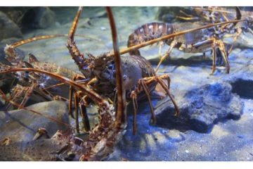 Where to Catch Crawfish in Texas