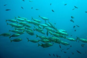 Do You Need to Be Quiet When Fishing? [Tips]